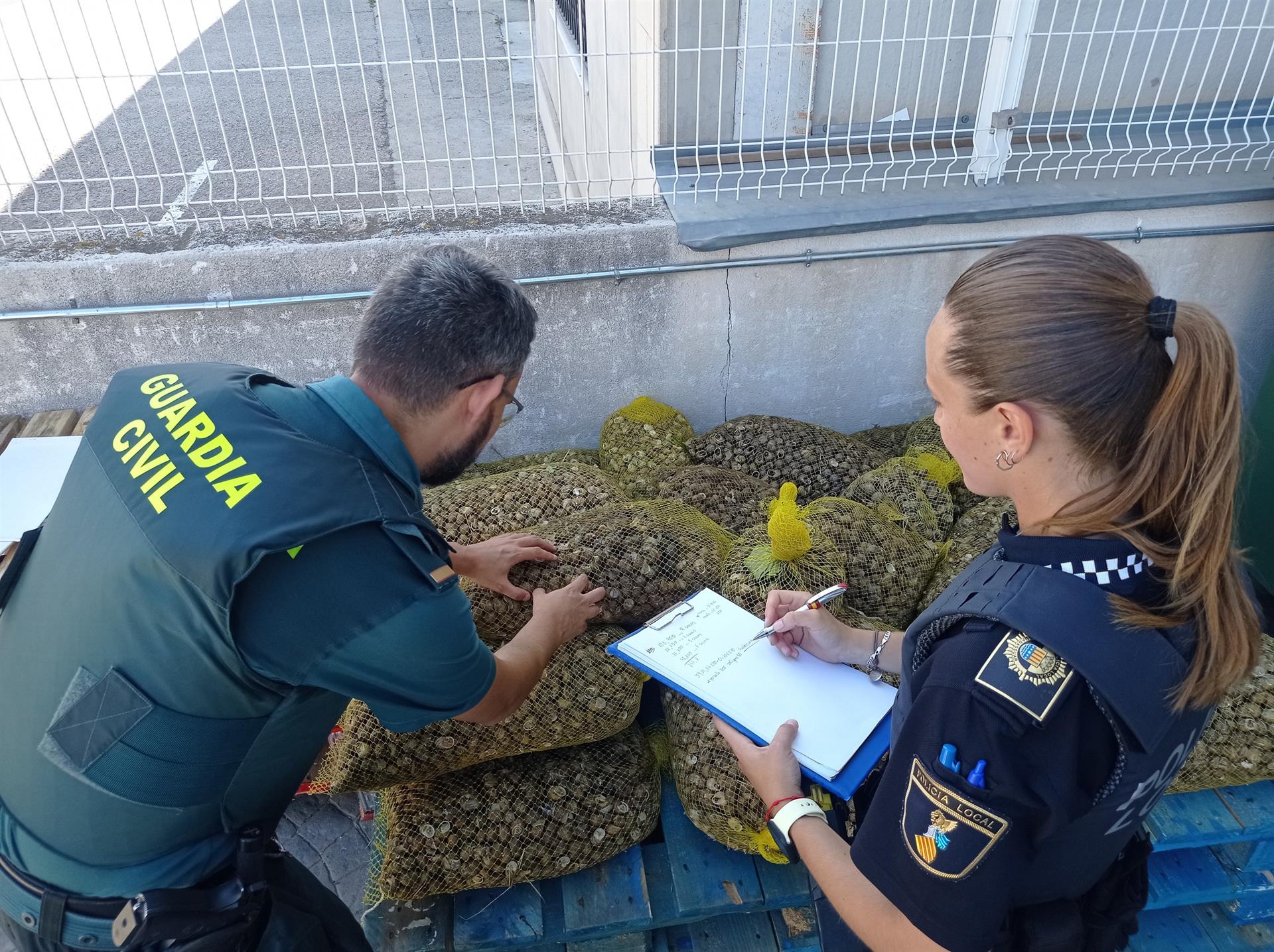 Intervenidos 247 kilos de caracoles destinados al consumo humano sin control sanitario en Guadassuar