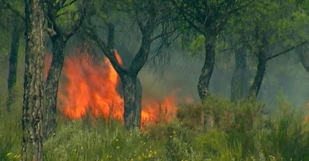 Incendio en las Peñuelas de Moguer (Huelva)