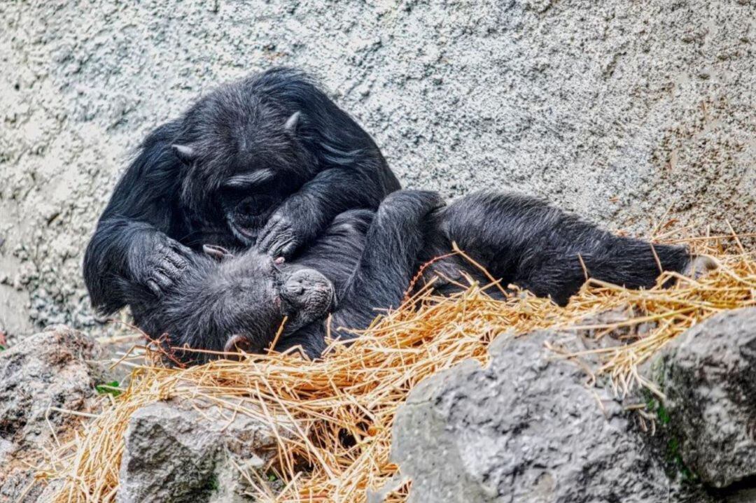 Chimpancés del Zoo de Jerez