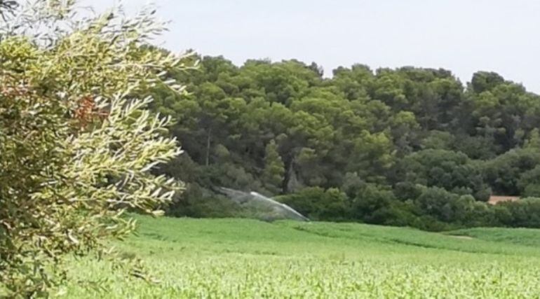 Finca de Menorca regando a las dos de la tarde de agosto a pleno sol.