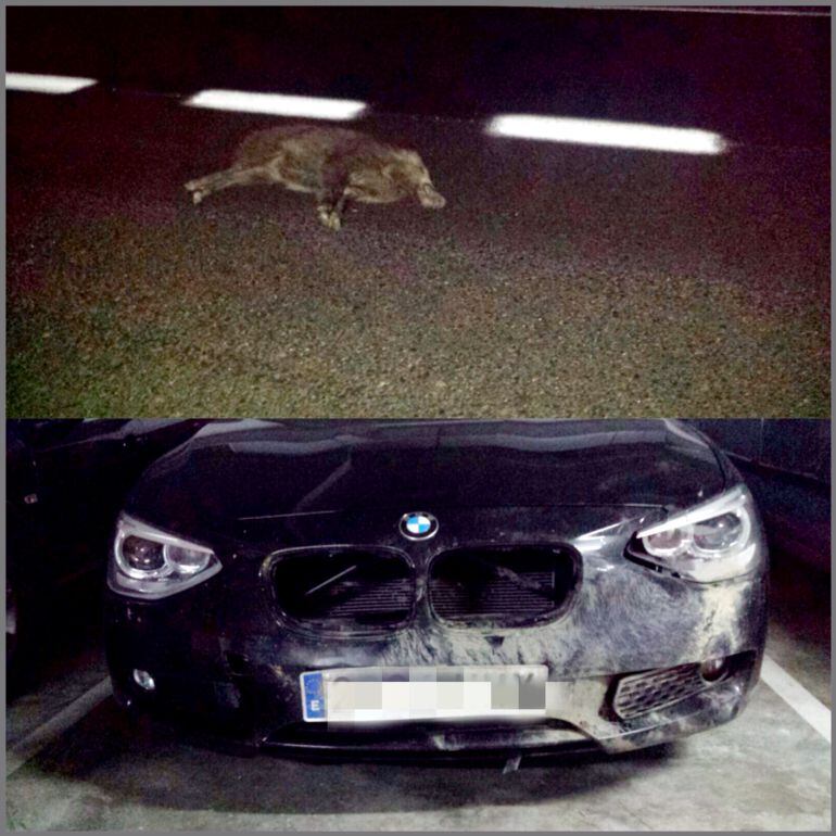 Un senglar envestit per un cotxe a la carretera de Vilajuïga (Alt Empordà)