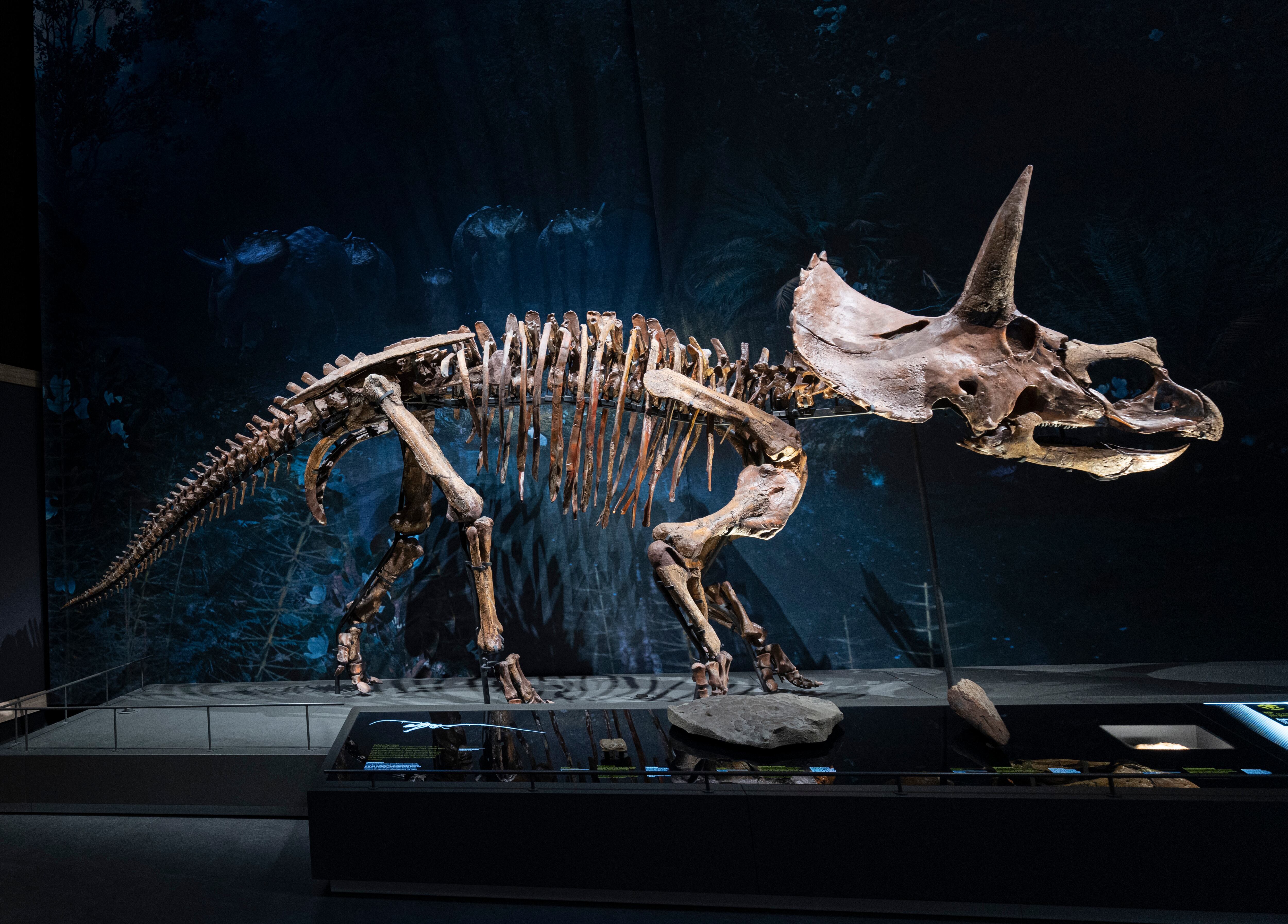 La recreación de un dinosauro triceratops en una exposición del Centro de Biodiversidad Naturalis, ubicado en Leiden (Países Bajos).