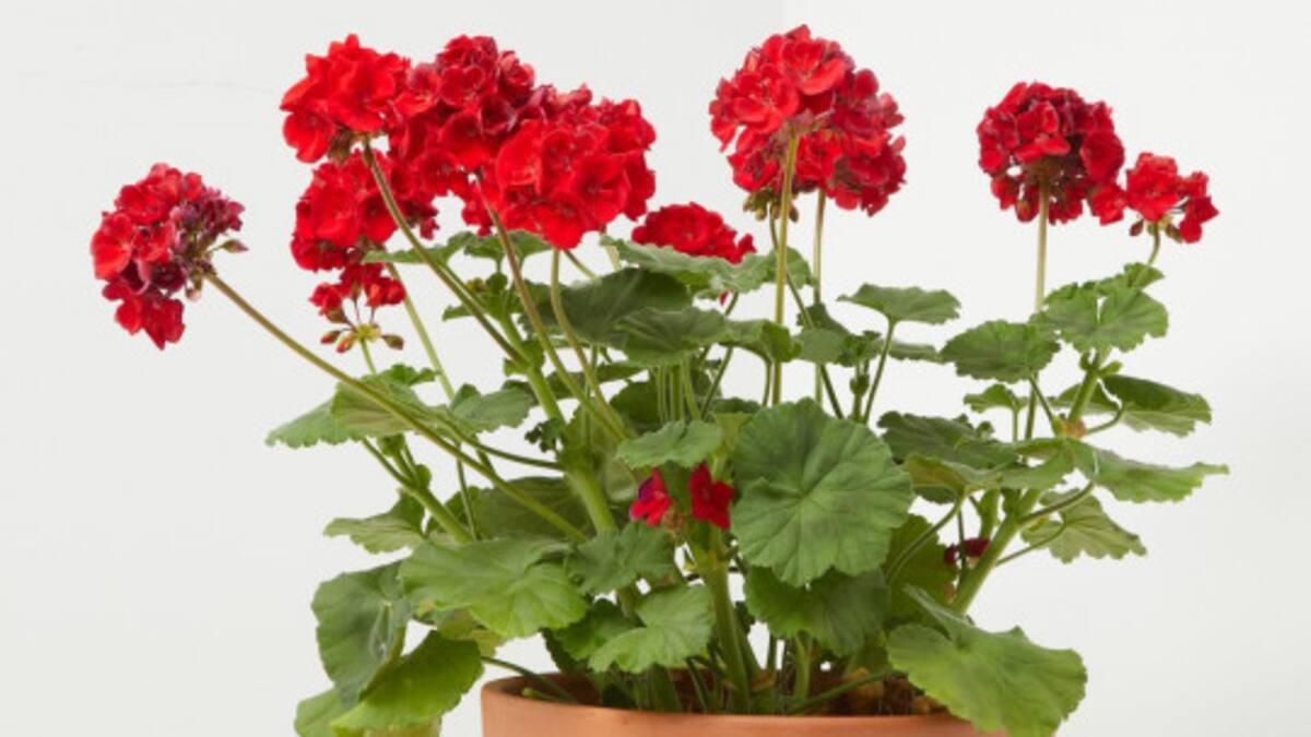 Tres llibres, tres flors. Capítol 1