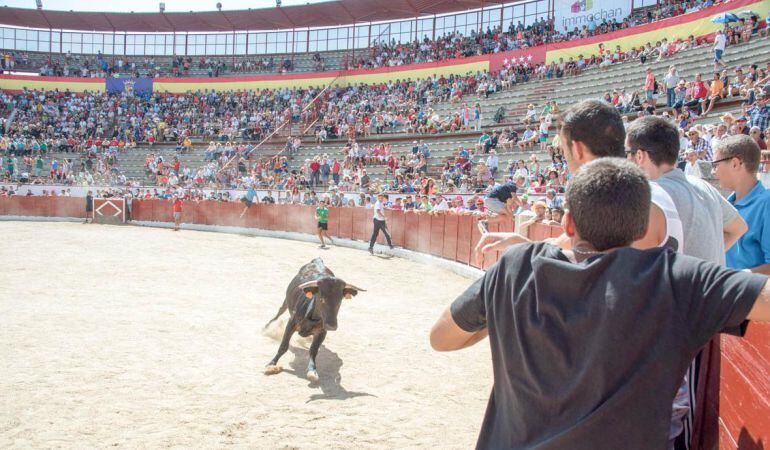 La suelta de vaquillas en la Plaza de Toros &#039;La Corredera&#039; es uno de los atractivos de las fiestas colmenareñas, así como el cartel de figuras taurinas