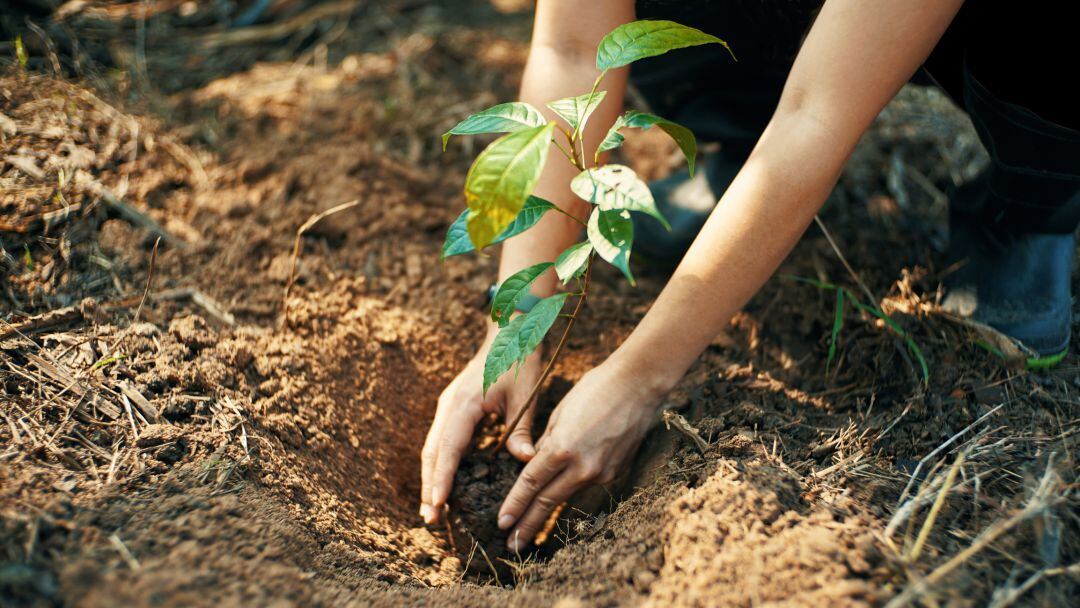 Los alumnos del CEIP Las Rozas de Guardo plantan 200 ejemplares de vegetación autóctona en un monte de Fresno del Río