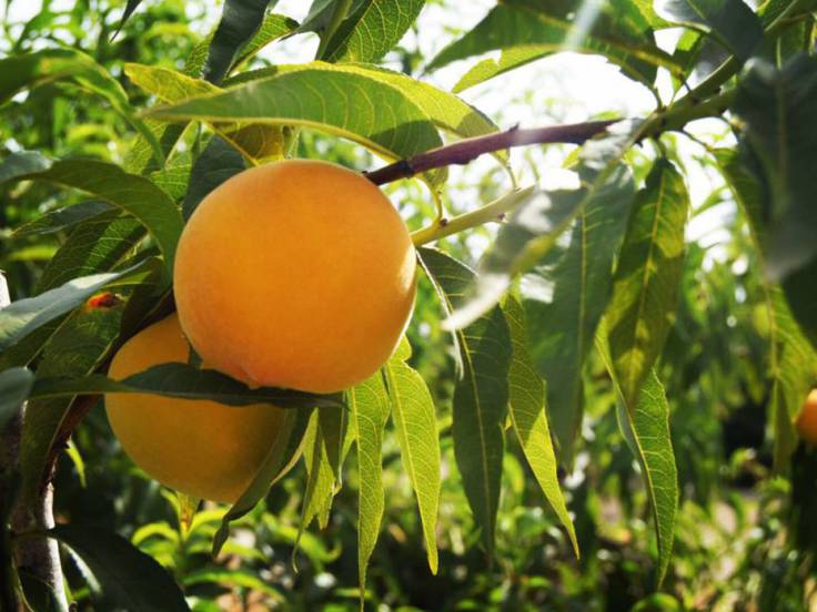 Este martes termina el plazo para asegurar las cosechas de frutales