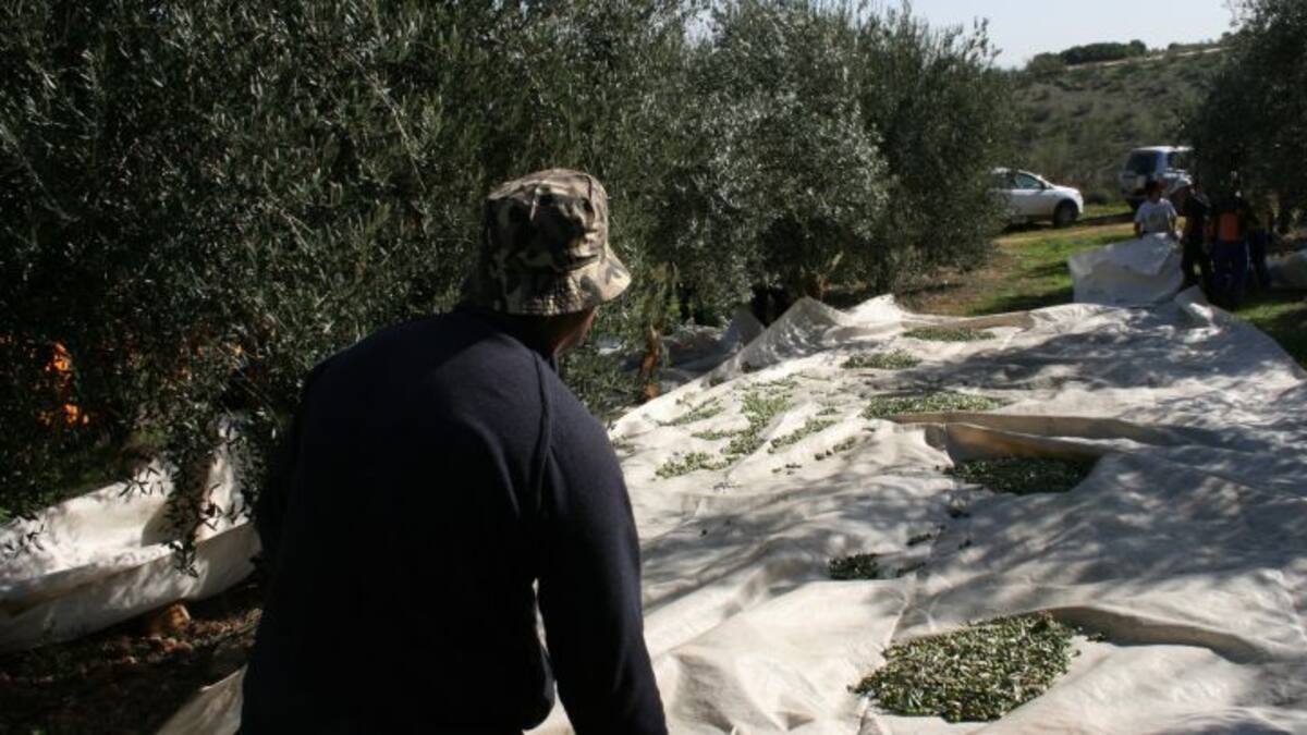 Las oenegés jienenses esperan la llegada de más inmigrantes para la campaña de la aceituna ante el aumento de la producción