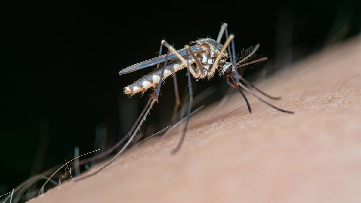 Detectado un caballo con el virus del Nilo en Cártama