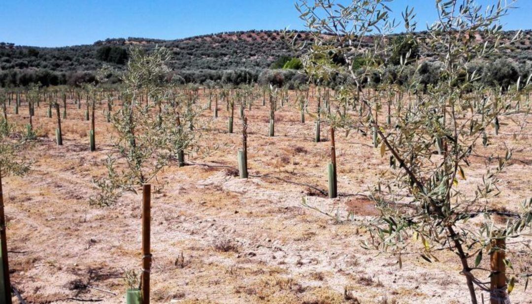 Es cerquen formes de controlar una plaga que afecta a oliveres i d'altres arbres de Balears.