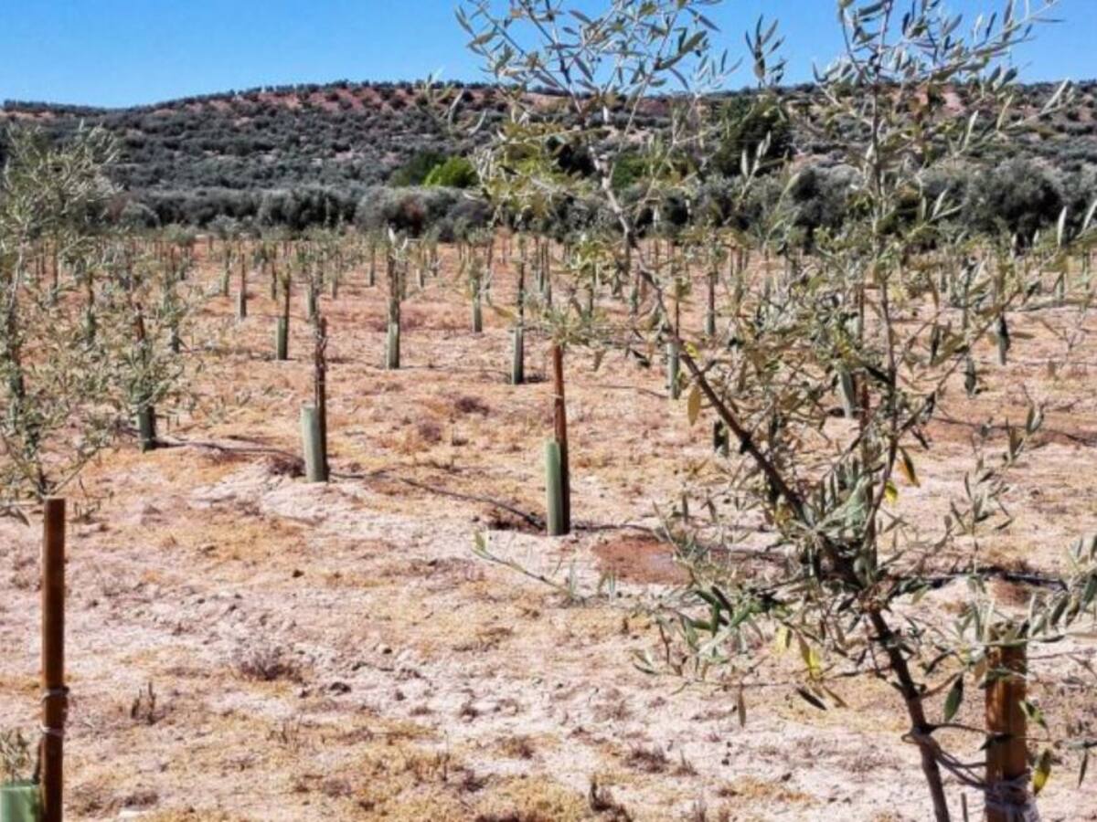 Un milió d'euros per investigar la Xylella fastidiosa
