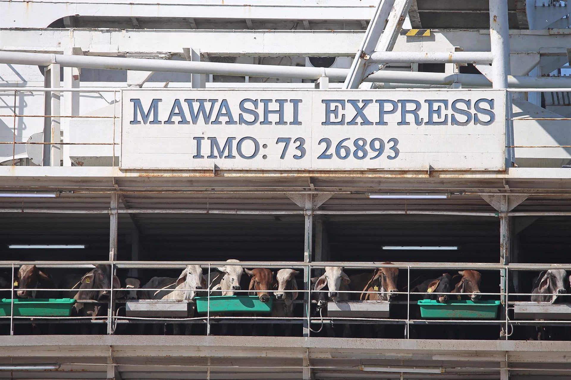 Vacas en el interior del Mawashi Express