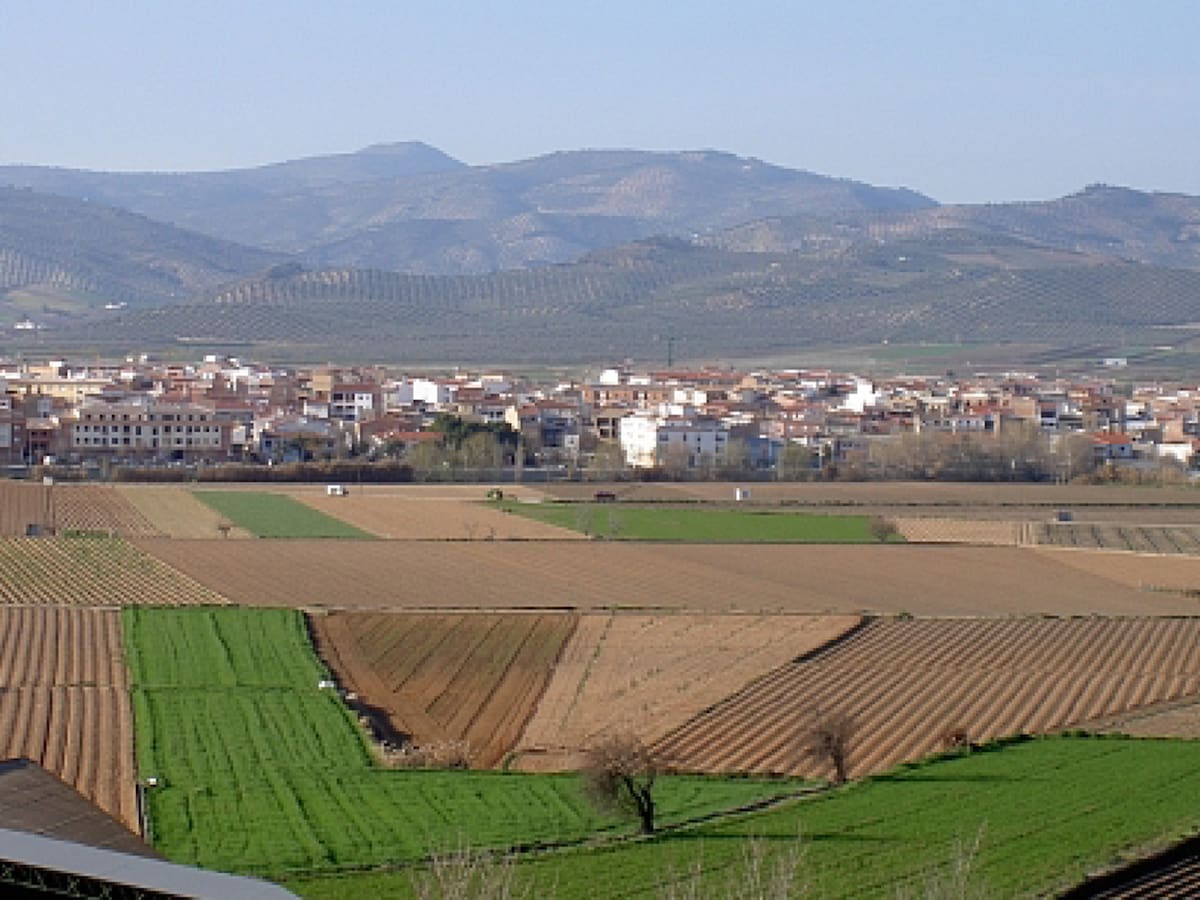 Los productores del espárrago verde de Huétor Tájar temen una pérdida histórica de la producción