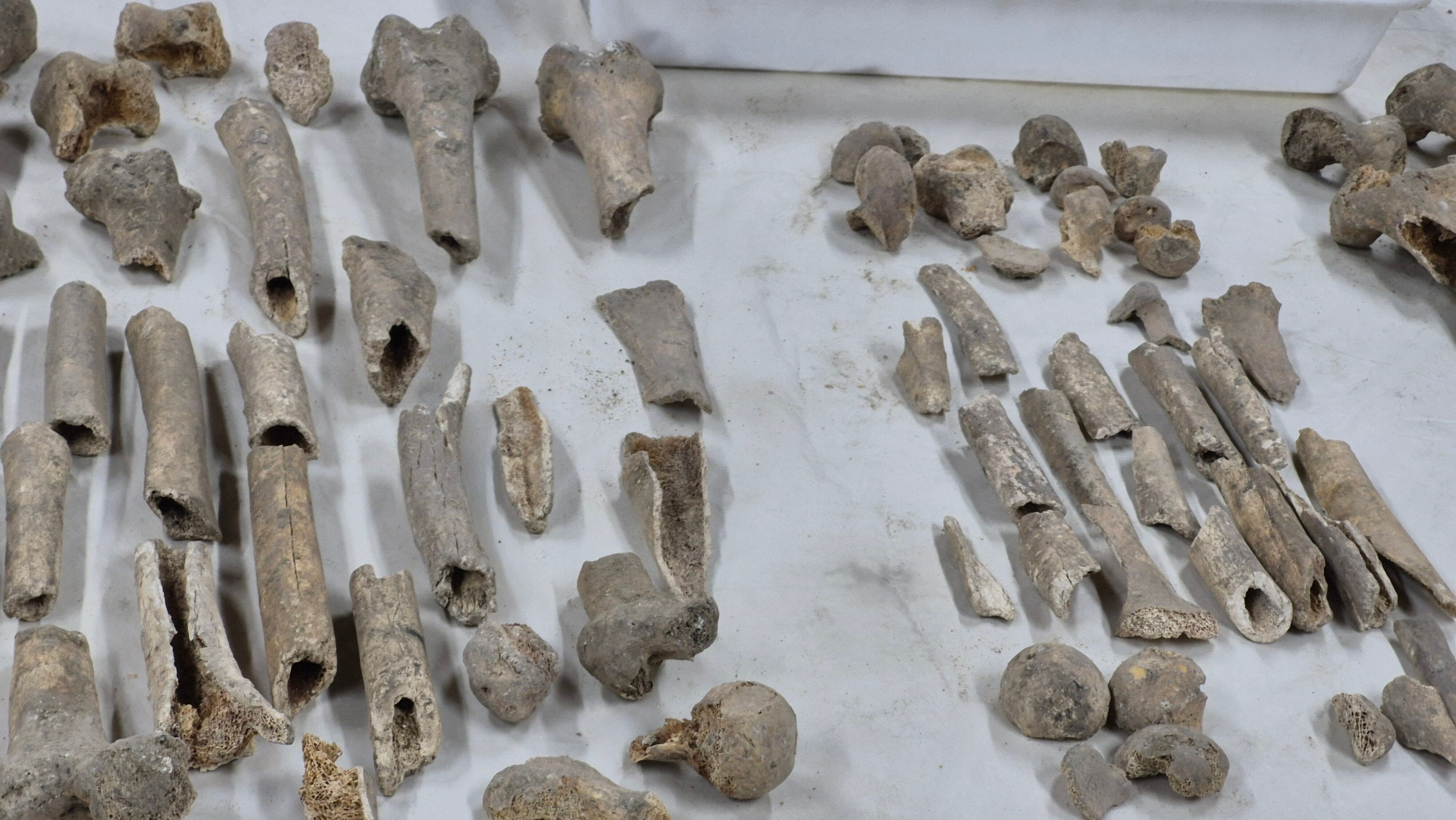 Detalle de algunos de los huesos objeto de estudio
