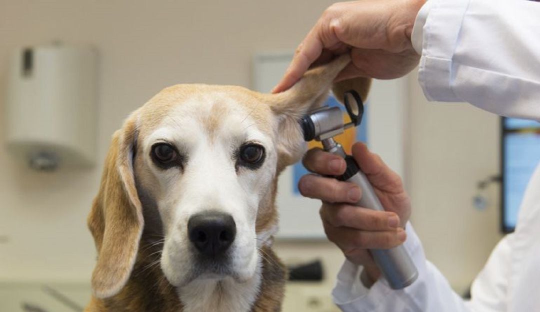 Un veterinario atiende a un perro