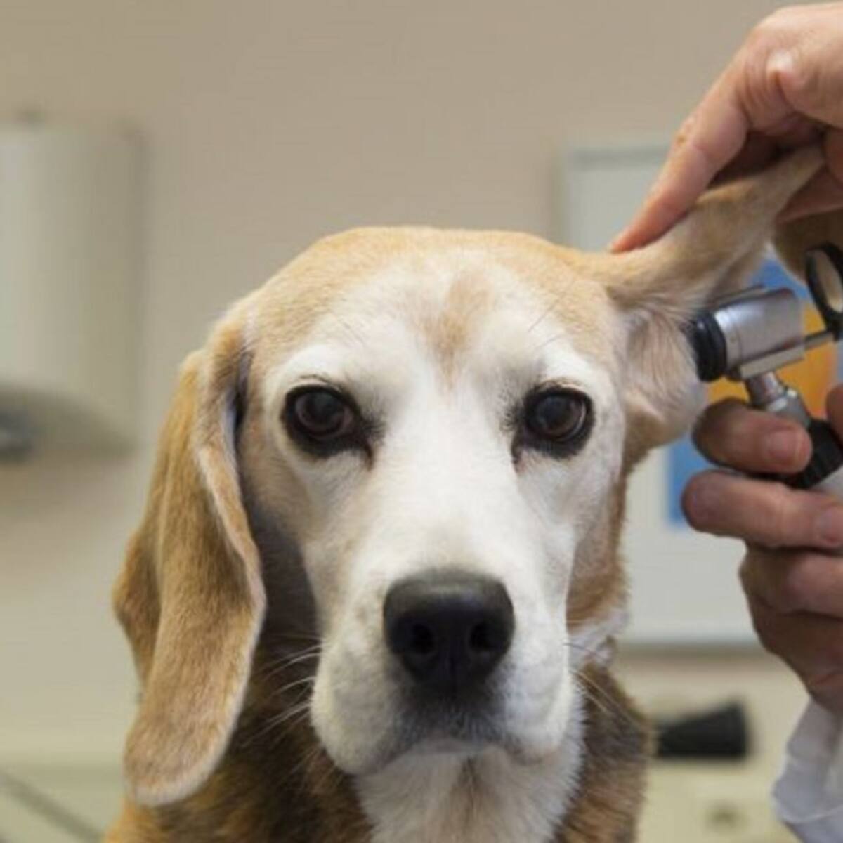 Los veterinarios de Málaga sientan en el banquillo a una fisioterapeuta a la que acusan de intrusismo