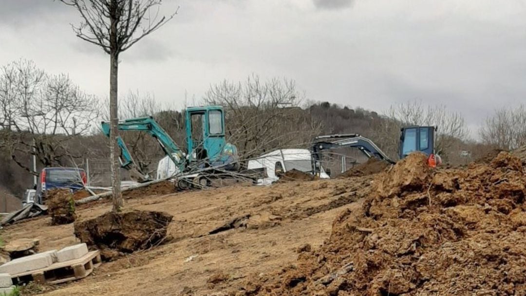 El trasplante de seis arboles sanos.