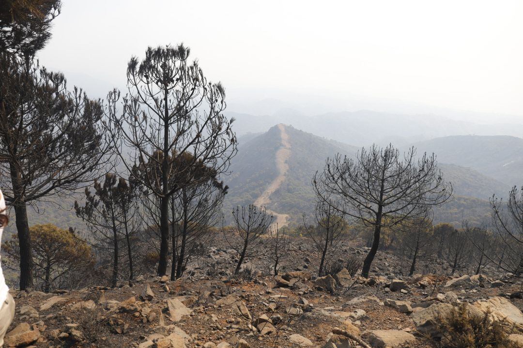 Uno de los caminos de Sierra Bermeja afectados en el incendio de 2021, en una foto de archivo