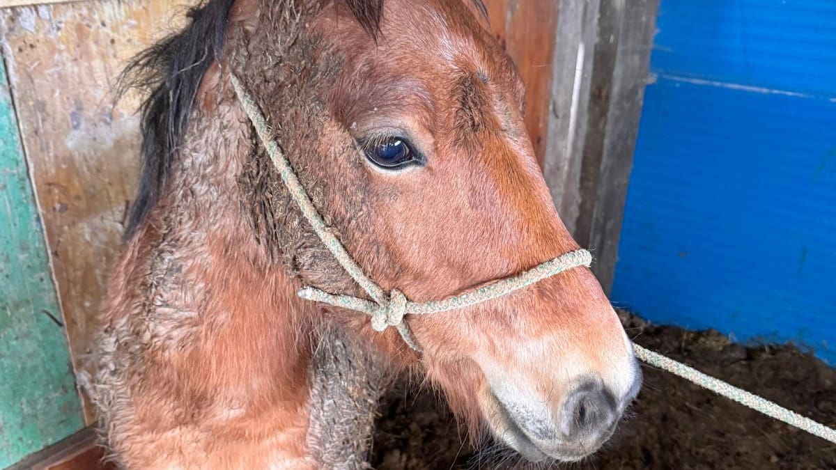 La Guardia Civil recupera un potro sustraído en Arenas de Iguña gracias a una prueba de ADN