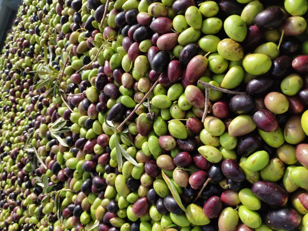 Aceitunas en el molino