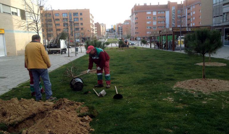 Con esta actuación se han plantado un total de 829 árboles y 1.500 arbustos, más que en campañas anteriores según el concejal de Medio Ambiente