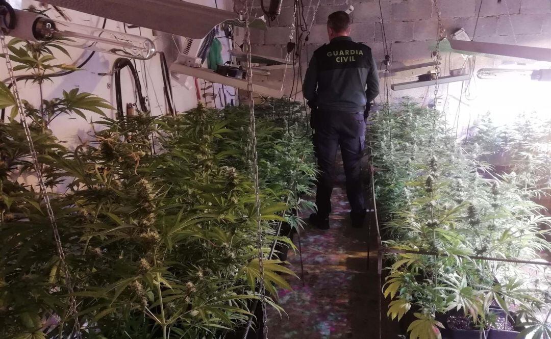 Plantación ilegal de marihuana en el interior de una vivienda en Úbeda