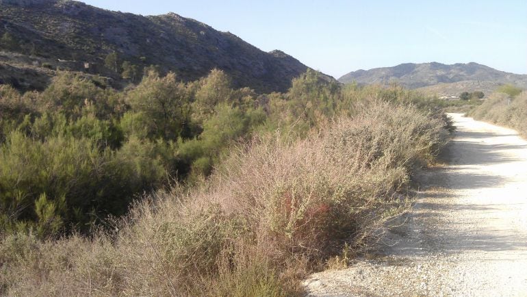 Limpieza de caminos en Monóvar