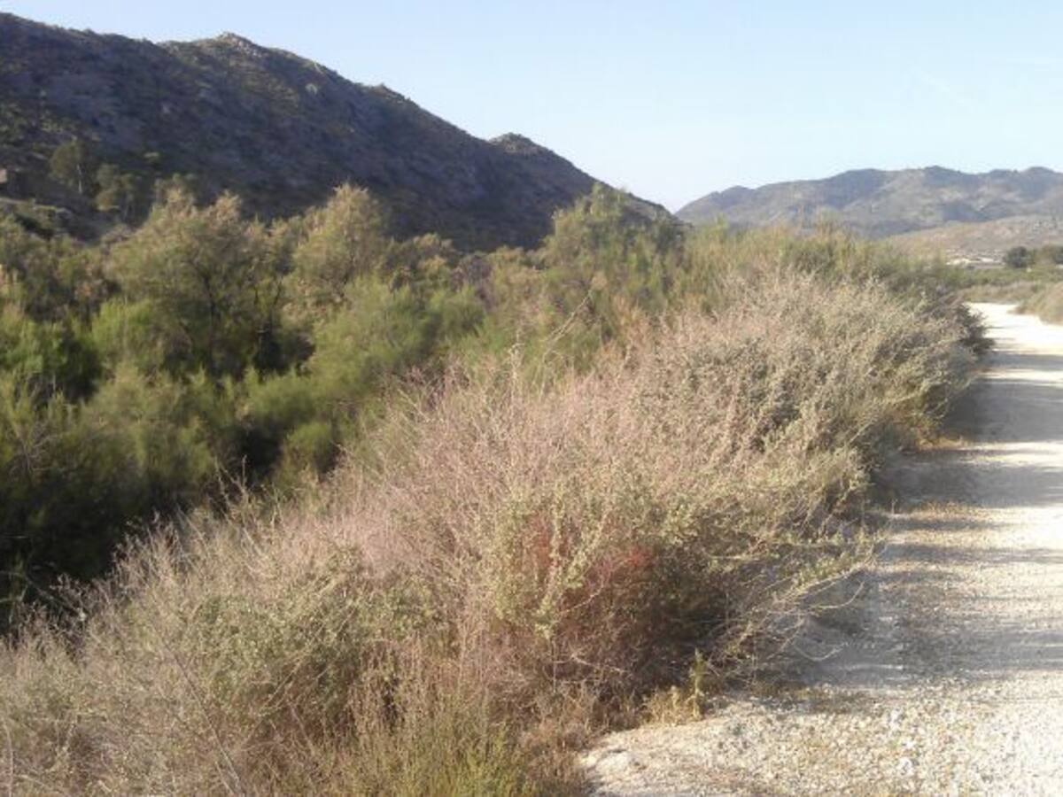 Una empresa local de Monóvar se encarga de la limpieza en los caminos rurales