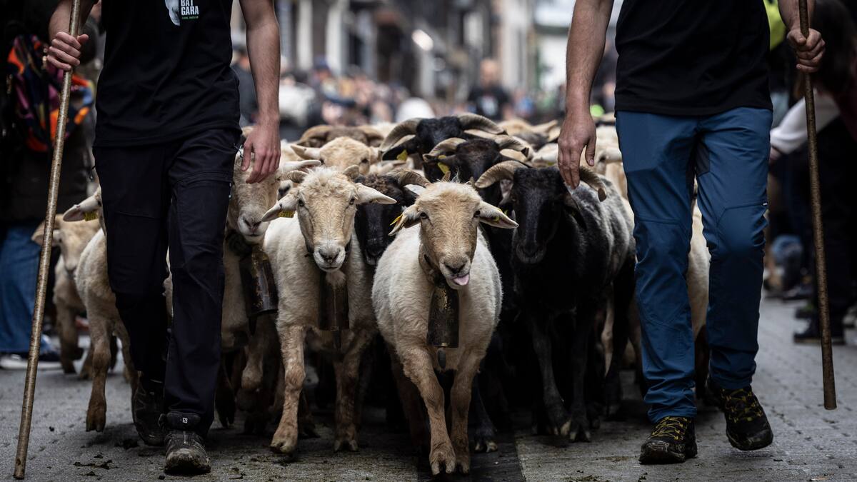 Ordizia celebra una nueva edición del Artzain Eguna