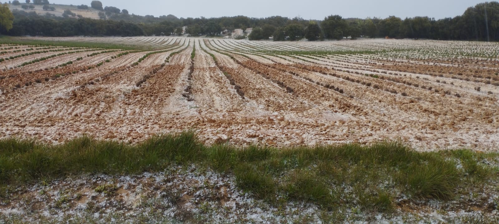 Granizo en una tierra de cultivo de la Ribera del Duero a finales de abril
