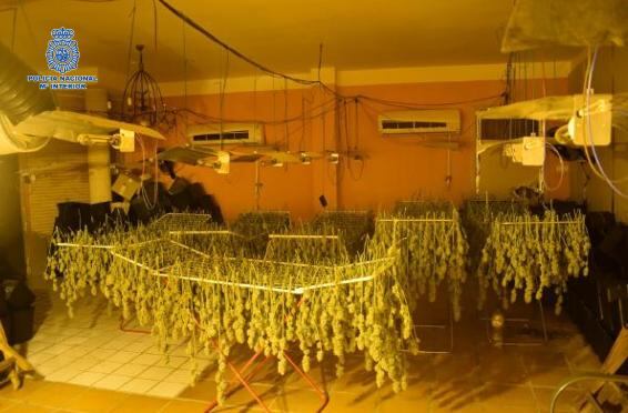 12 detenidos por tener cuatro laboratorios de cultivo de cannabis en Puertollano y Argamasilla de Calatrava / Policía Nacional