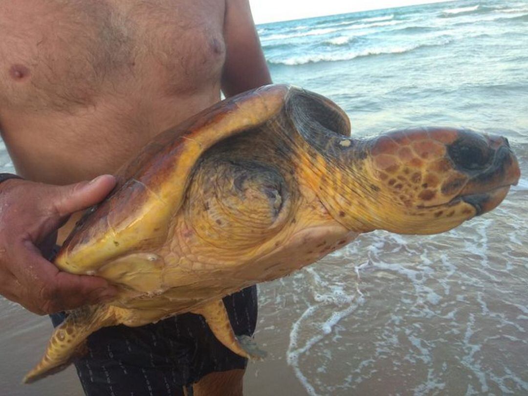 Tortuga boba encontrada en la orilla de la playa de Gandia. 