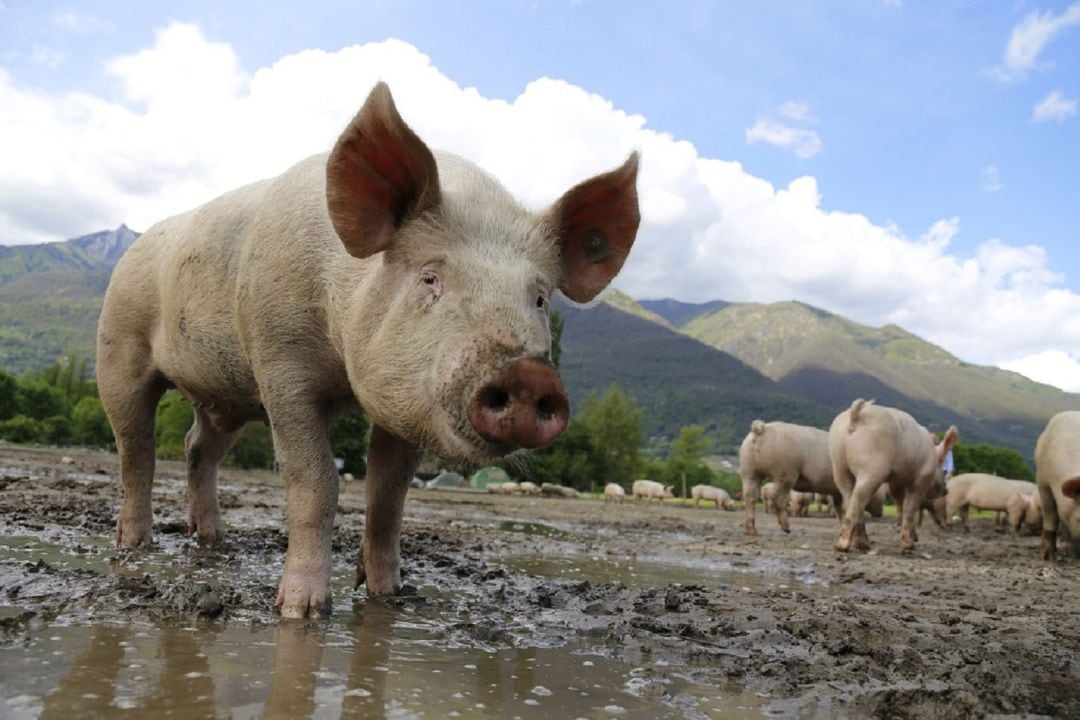 El sector porcino cuenta ya con un laboratorio de inseminación en Segovia capital