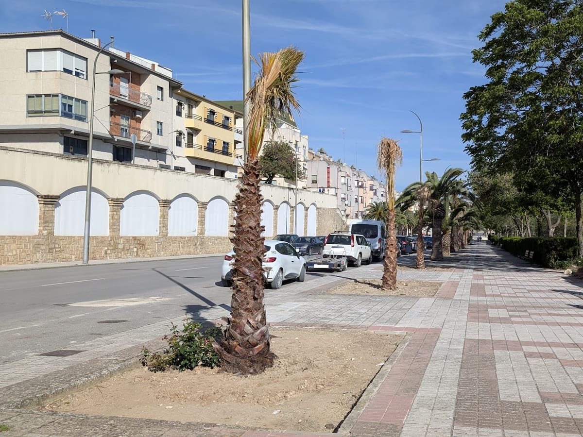 El Ayuntamiento de Úbeda asegura que las palmeras de la ‘Avenida de La Loma’ están “perfectamente”