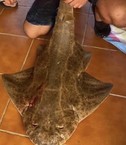 Tiburón angelote capturado en Lanzarote.