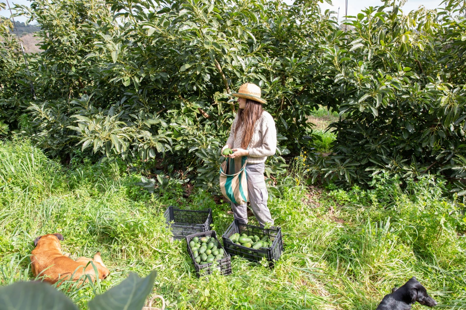 Paola en la faena de recolección de los aguacates en Finca Vega de la Motilla.