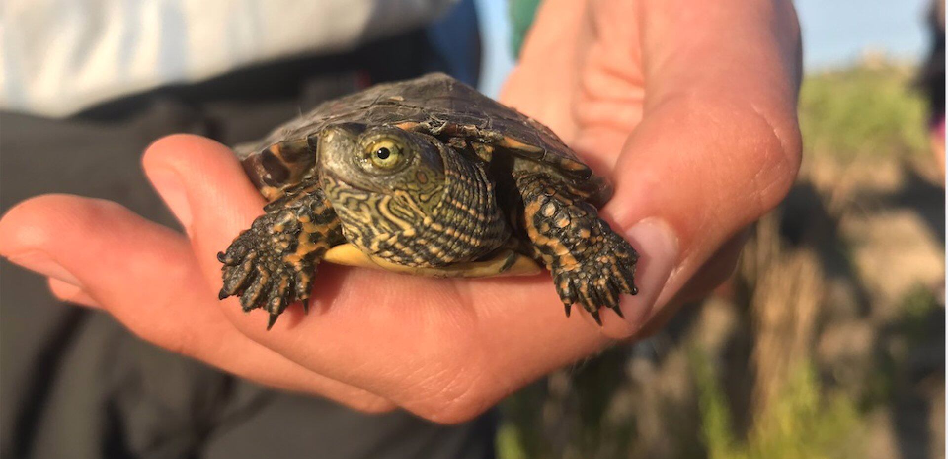 Tortugas en la laguna de Monserrat