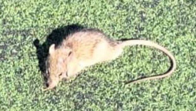 Rata aparecida en el campo de fútbol de Zafranar