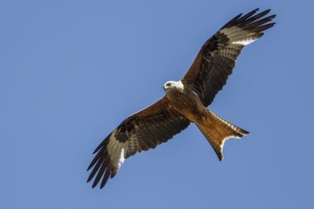 MIlano real volando y mostrando su característica cola ahorquillada. Foto: Félix de Pablo