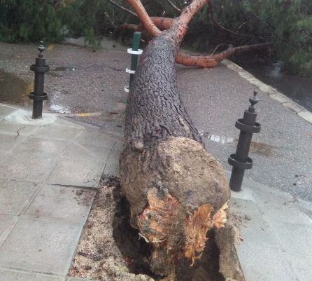 Un árbol arrancado de cuajo por el viento en Buenavista