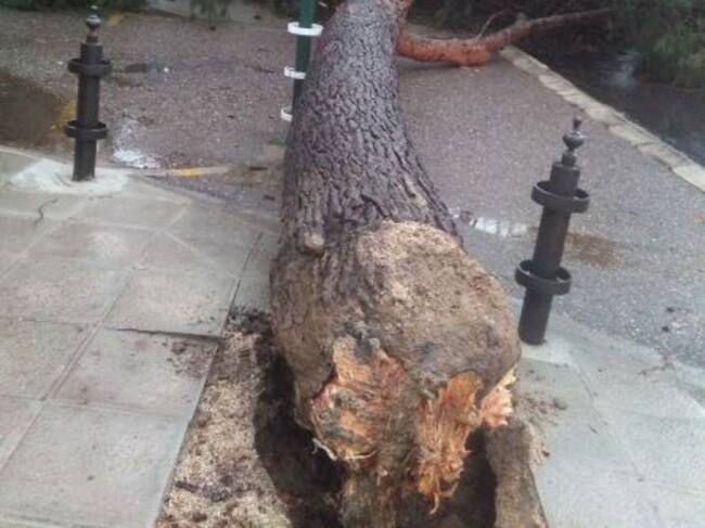 Un árbol arrancado de cuajo por el viento en Buenavista