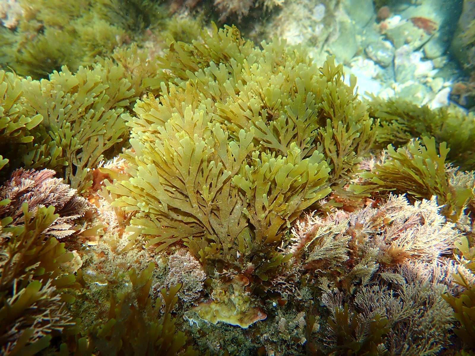 Rugulopteryx okamurae, en el fondo del mar