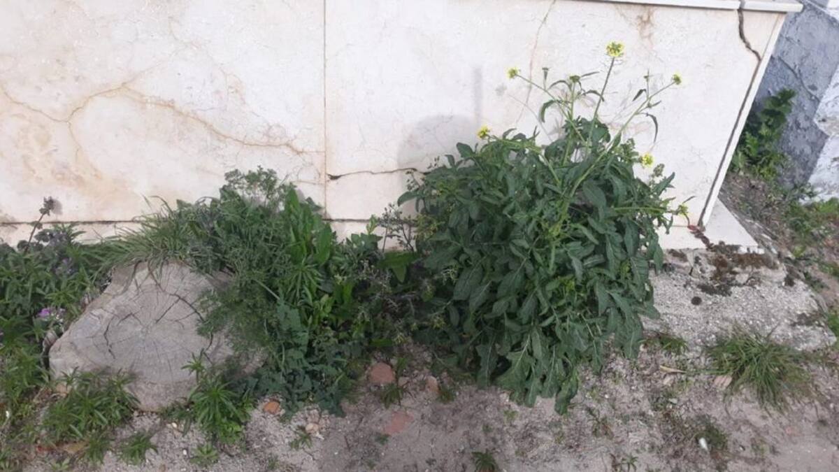 Mantenimiento en el cementerio