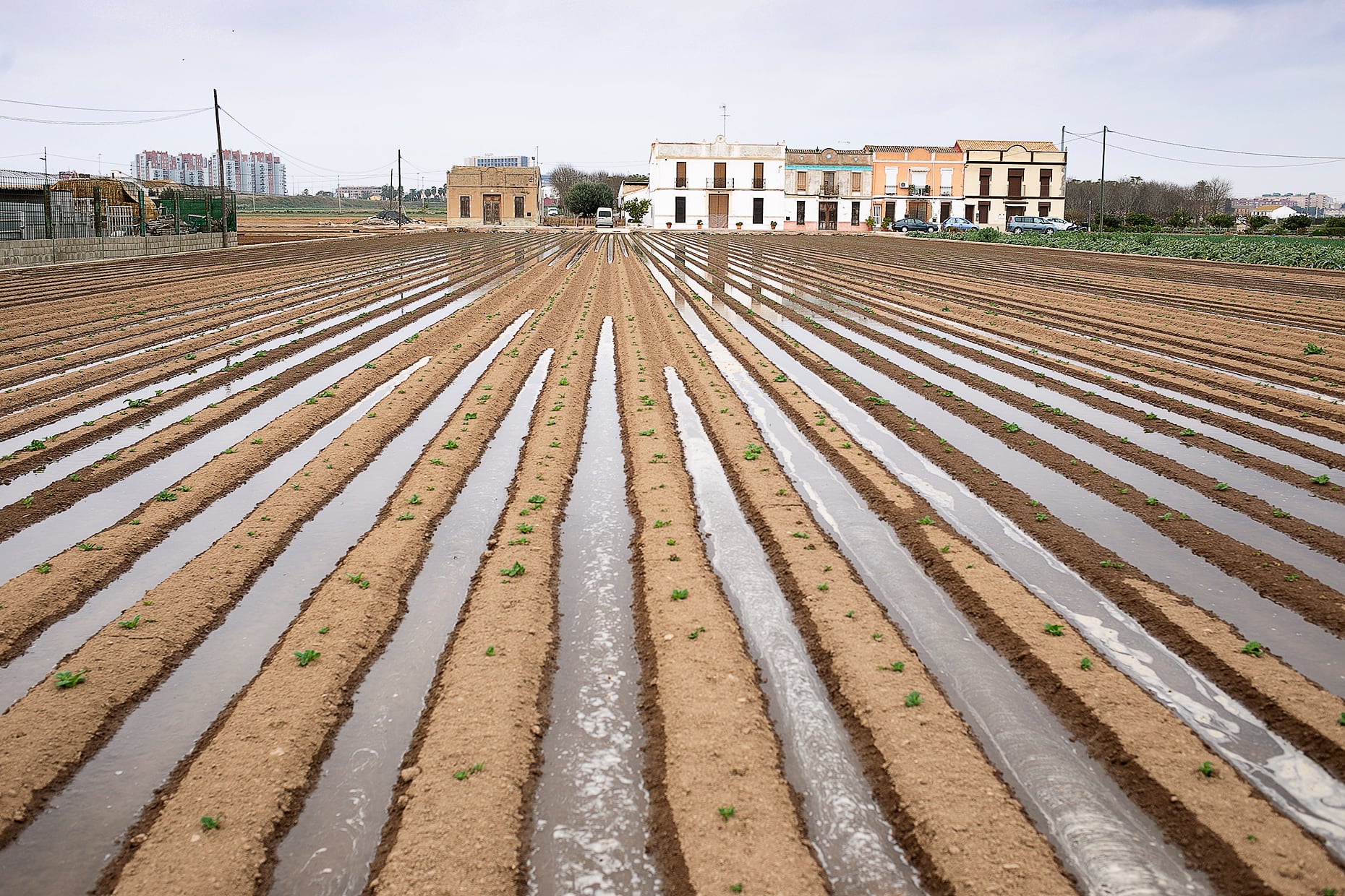 La FAO declaró el “Regadío histórico de l’Horta de València” como Sistema Importante del Patrimonio Agrícola Mundial (SIPAM).