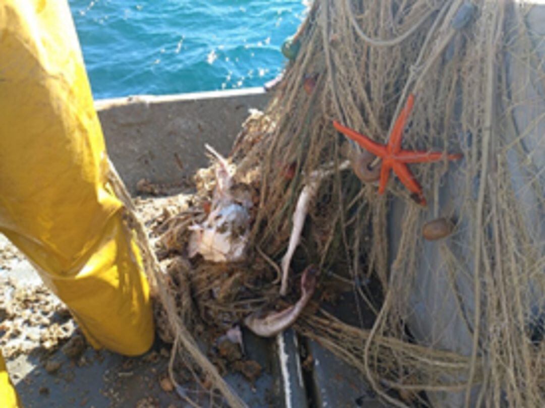 Un tresmall amb una llum de malla més gran ha reduït la captura accidental d'organismes bentònics