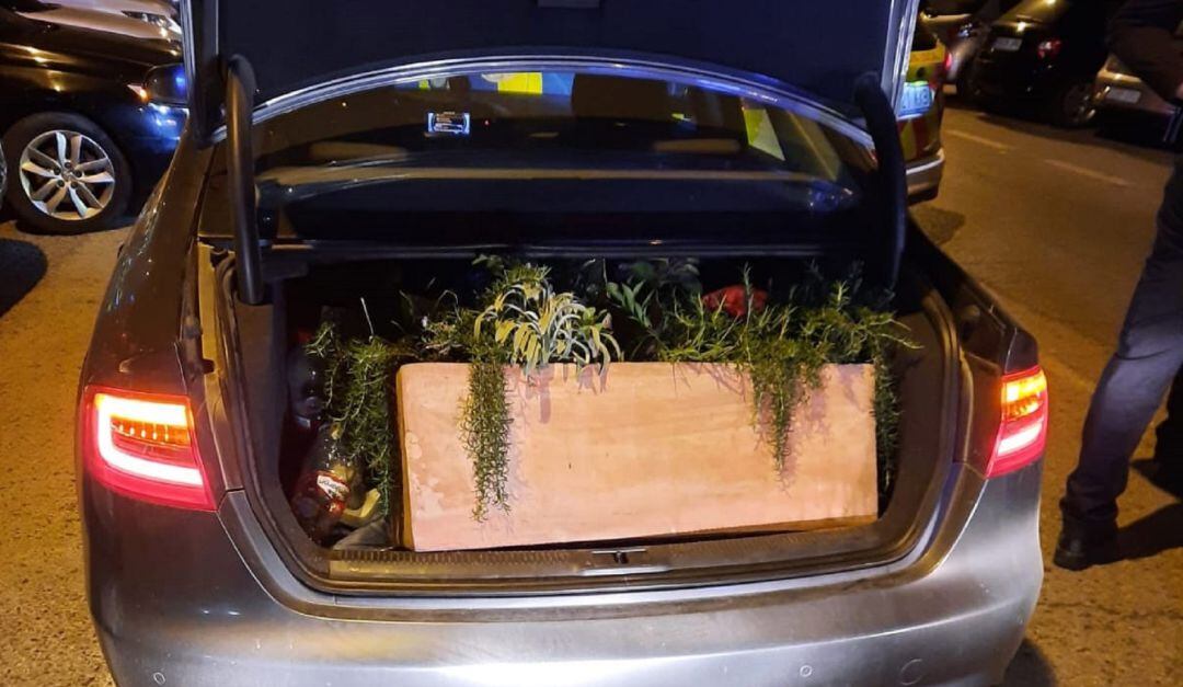 Maceteros intervenidos por la Policía.