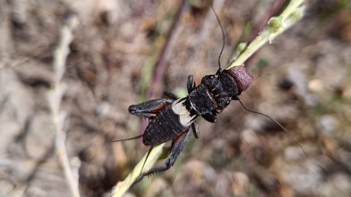 Entrevistamos a Cristian García y Andrea Fernández, biólogos y miembros de ASBioGetafe, por el hallazgo de grillo de visera en el Cerro de los Ángeles