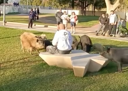 Un vecino de de comer a un jabalí en un parque de Fuengirola