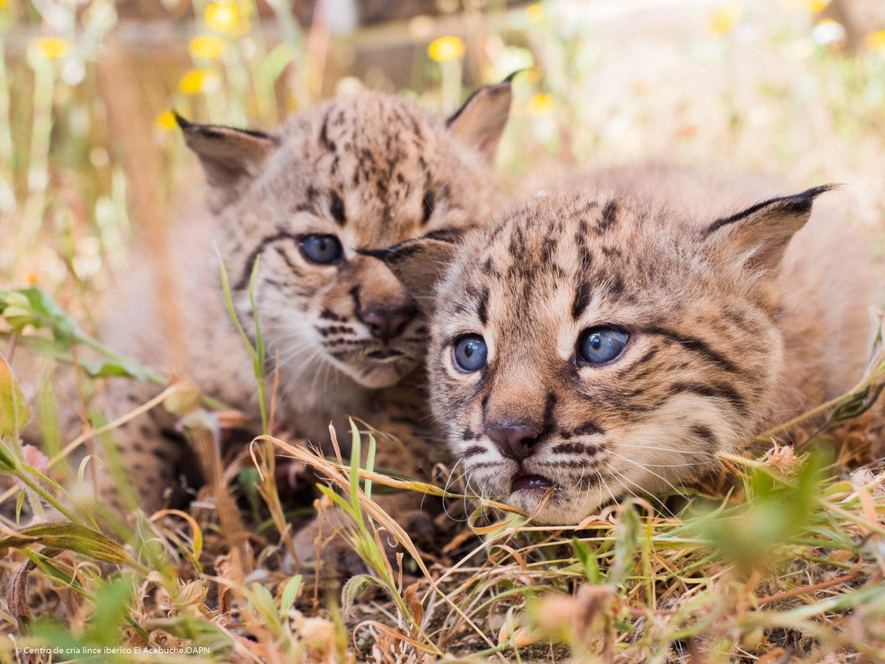 El número de hembras linces reproductoras se situó en 470 en toda la Península Ibérica, siendo Castilla-La Mancha la comunidad autónoma con mayores tasas de productividad