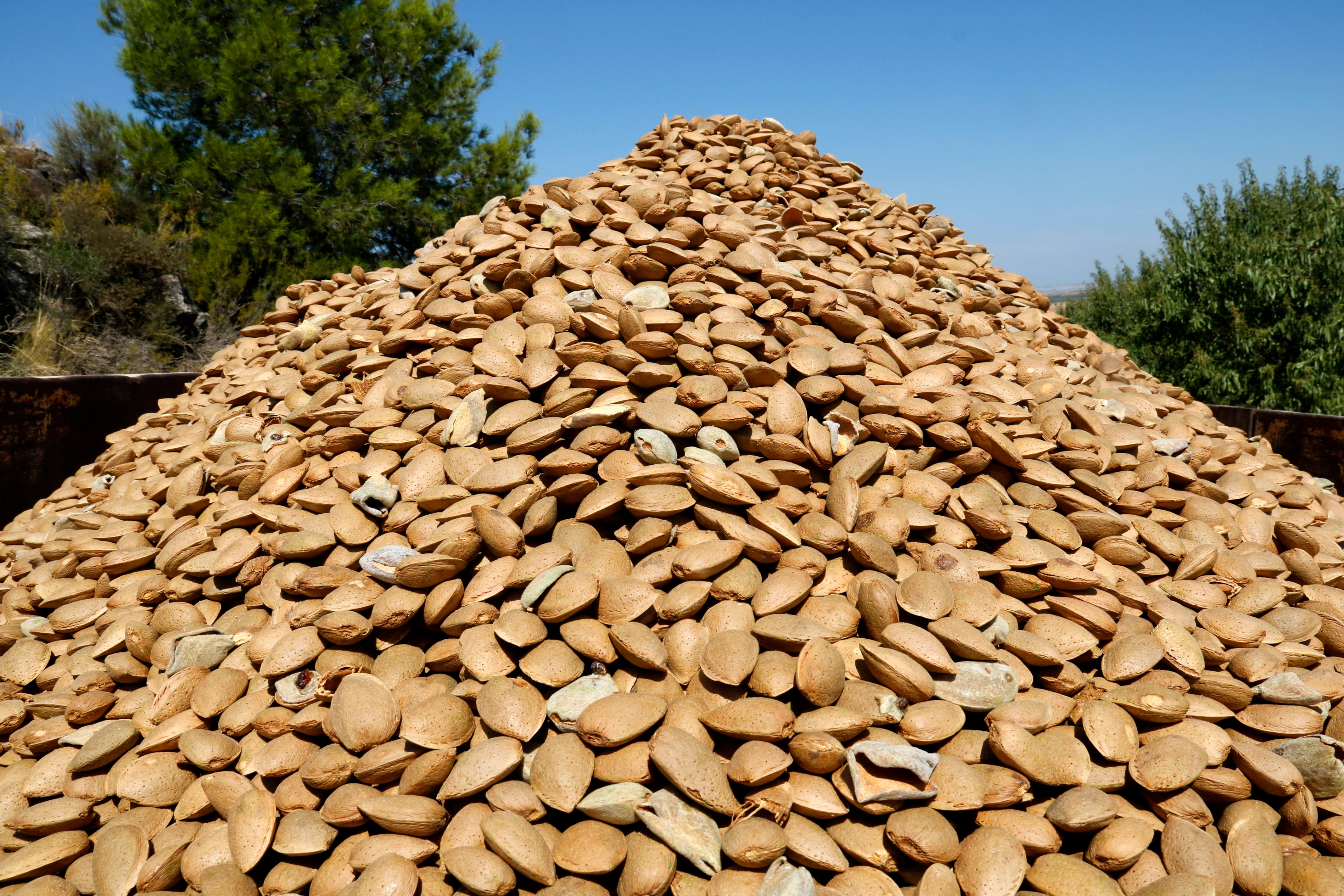 Ha començat la collita de l&#039;ametlla. Foto de l&#039;ACN.