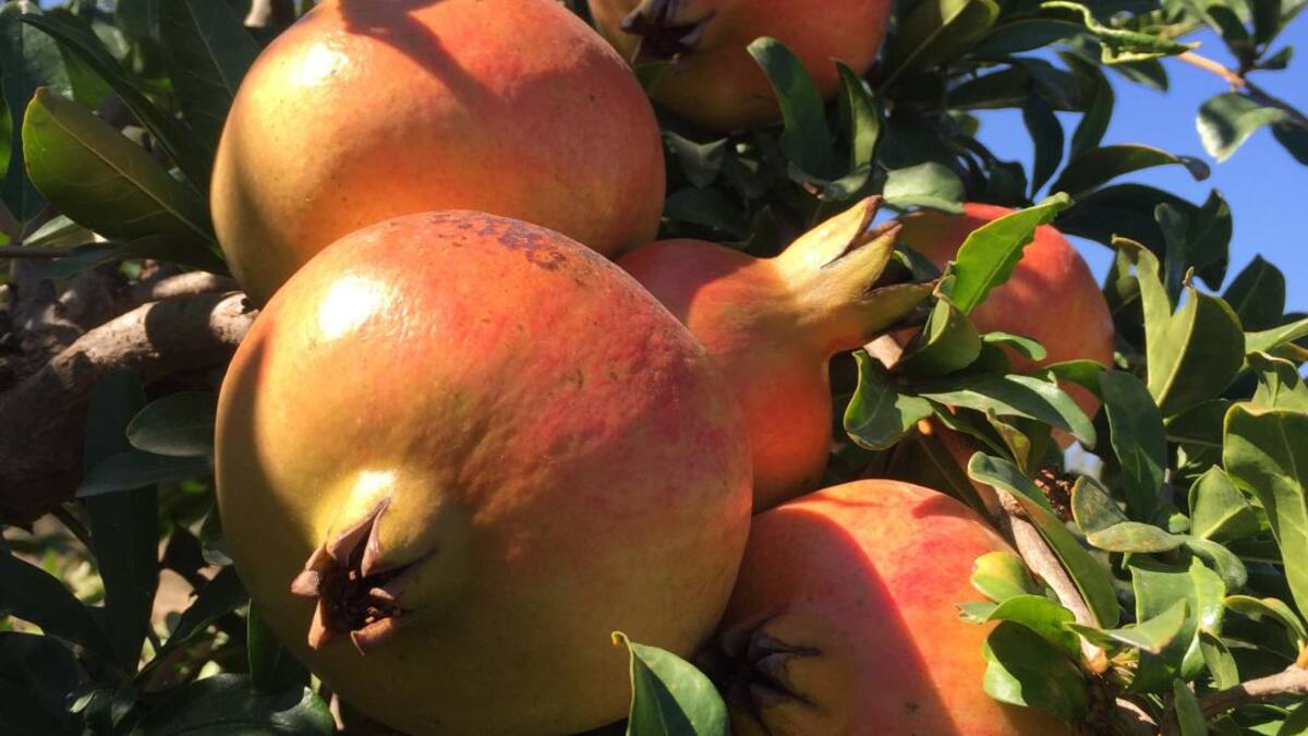 Ramón Navia nos habla de las frutas y verduras de temporada en octubre